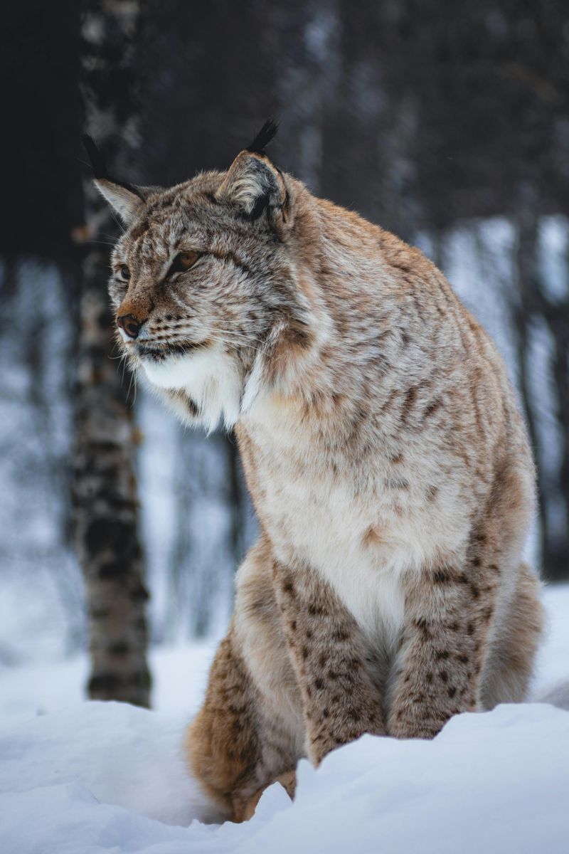 Eurasian Lynx