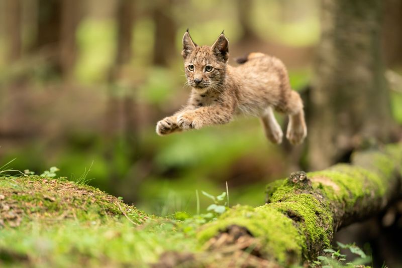 Eurasian Lynx