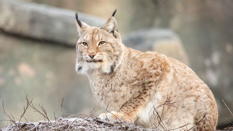 Eurasian Lynx