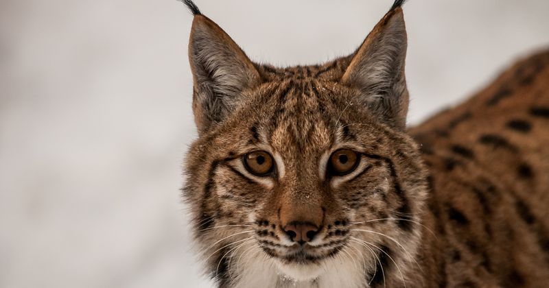 Eurasian Lynx