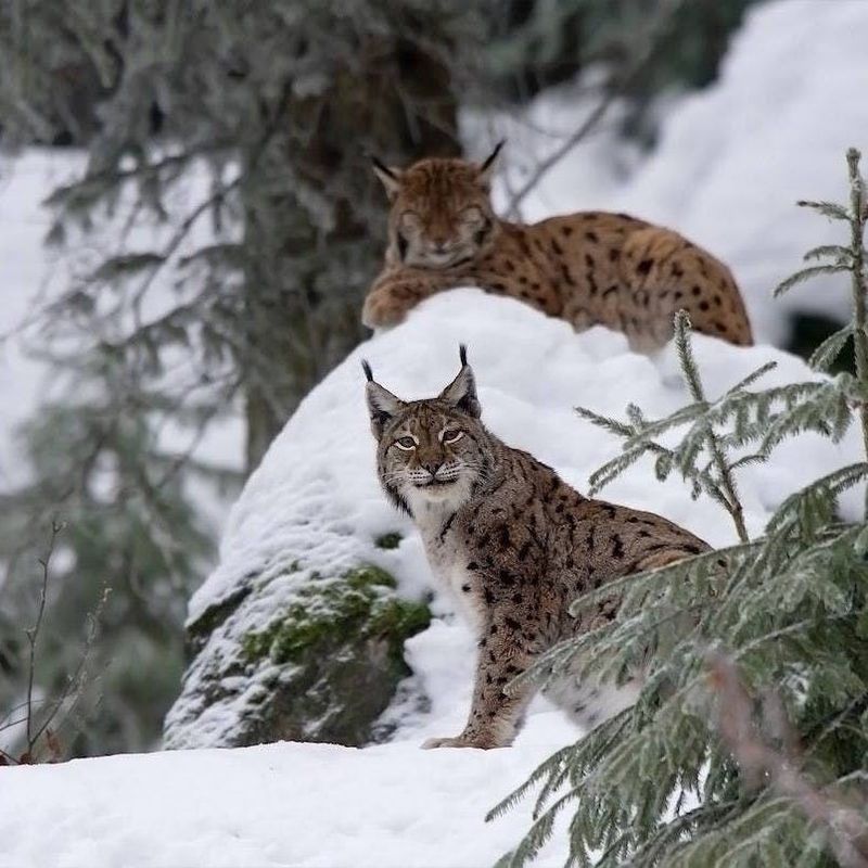 Eurasian Lynx