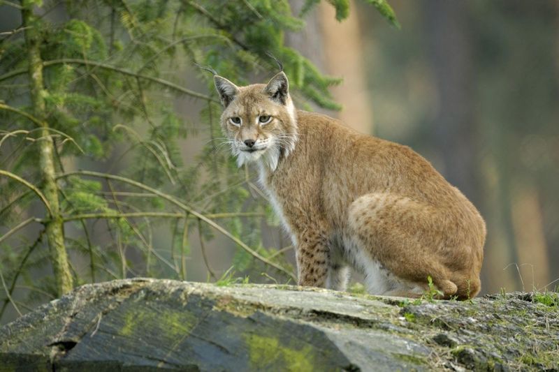 Eurasian Lynx