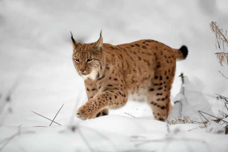 Eurasian Lynx