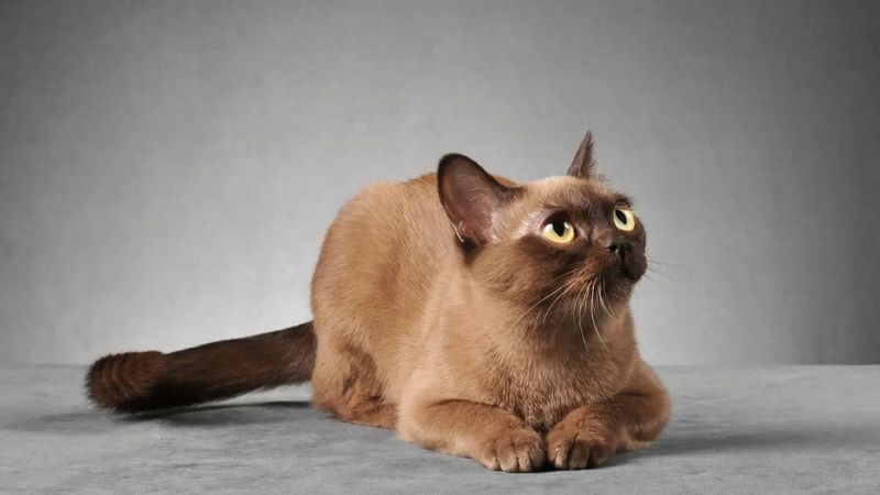European Burmese