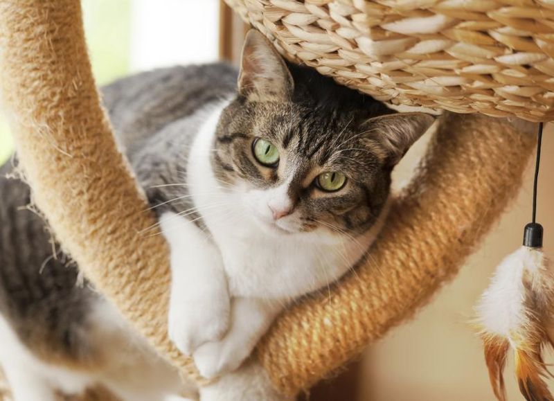 European Shorthair