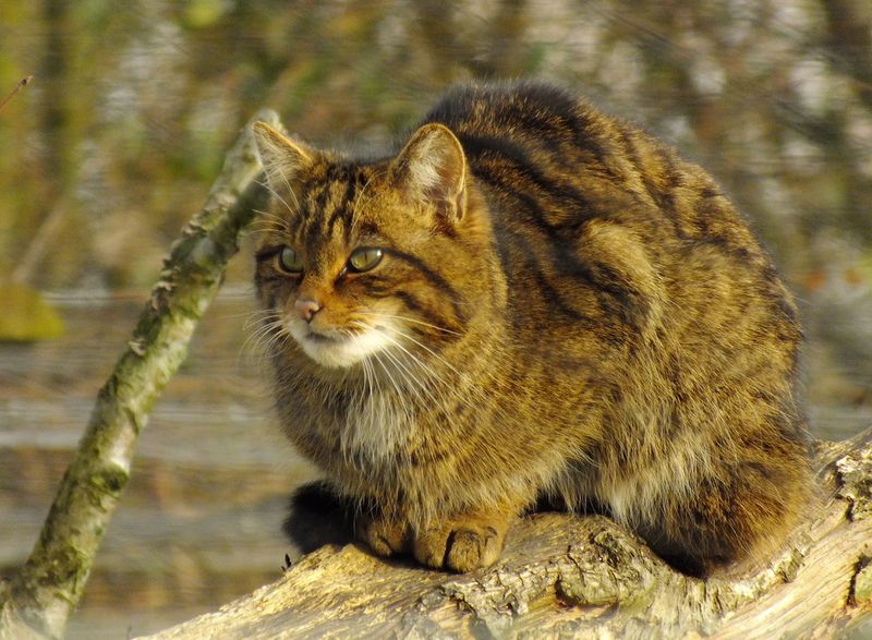 European Wildcat