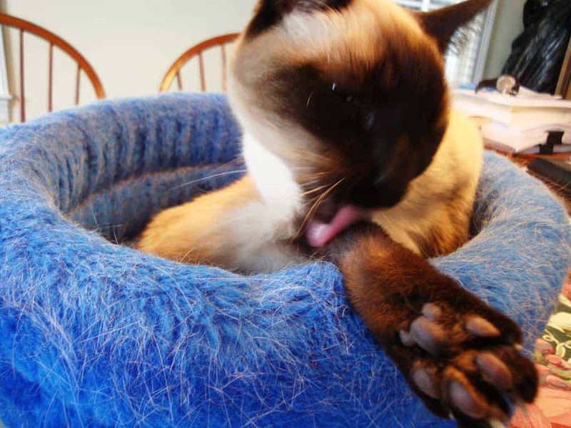 Excessive Grooming