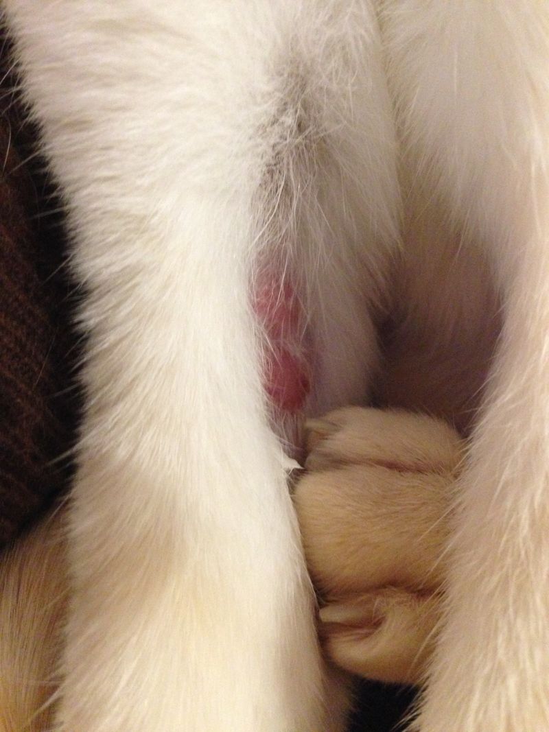Excessive Grooming
