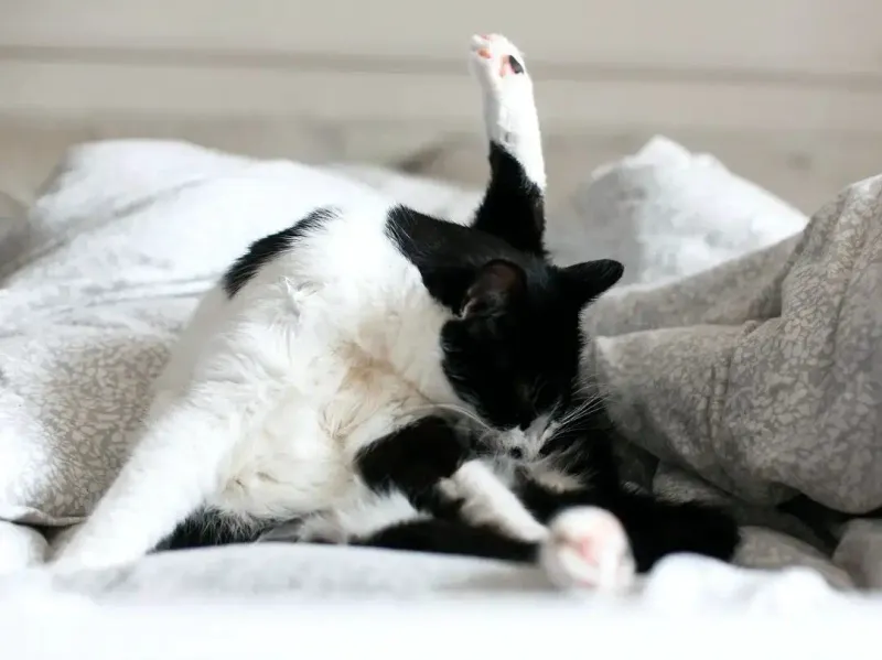Excessive Grooming of the Same Spot