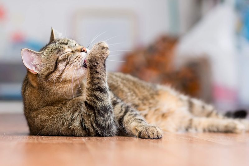 Excessive Grooming or Fur Loss