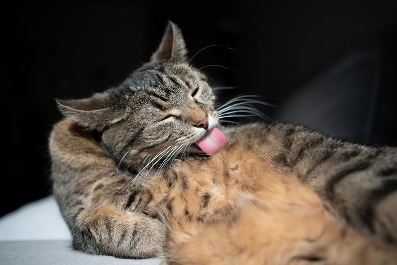 Excessive Grooming