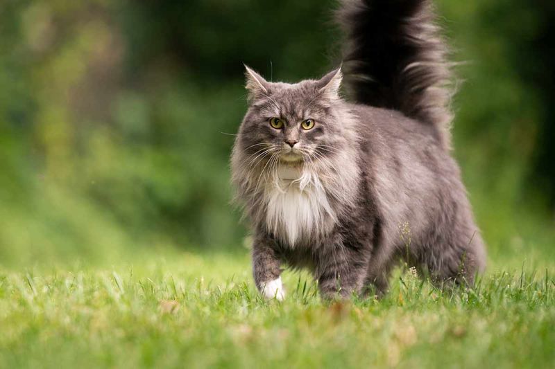 Excessive Hunting Instincts