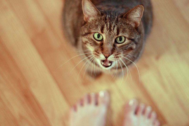 Excessive Meowing Throughout The Day
