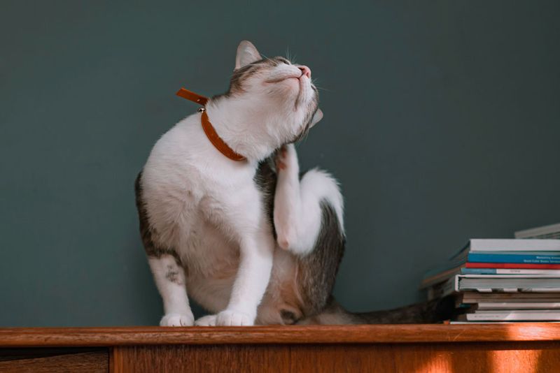 Excessive Scratching or Head Shaking