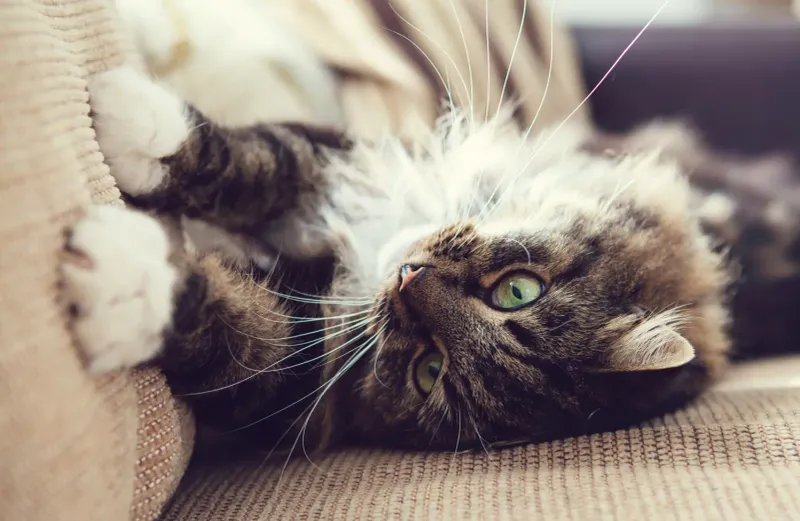 Excessive Self-Soothing Behaviors