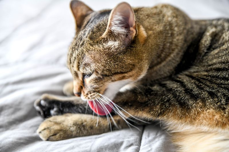 Excessive Shedding And Overgrooming