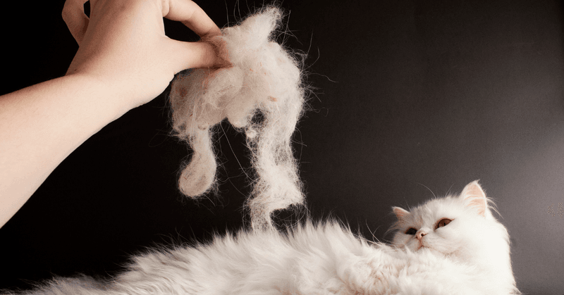 Excessive Shedding