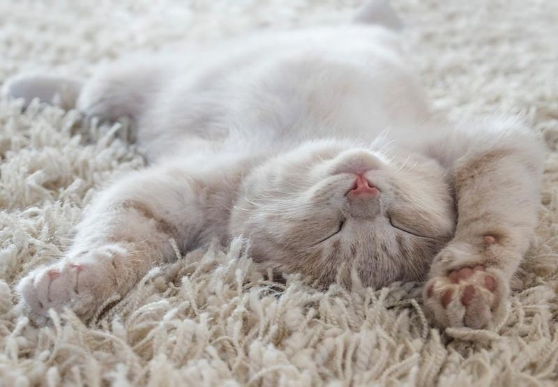 Excessive Sleeping or Lethargy