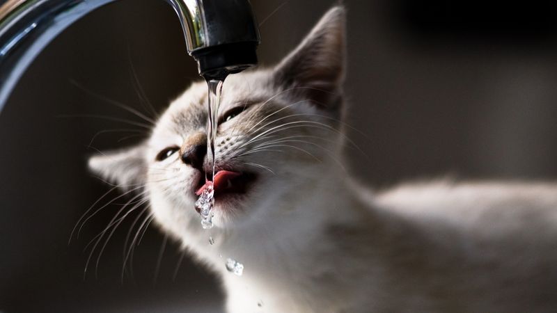 Excessive Thirst or Urination