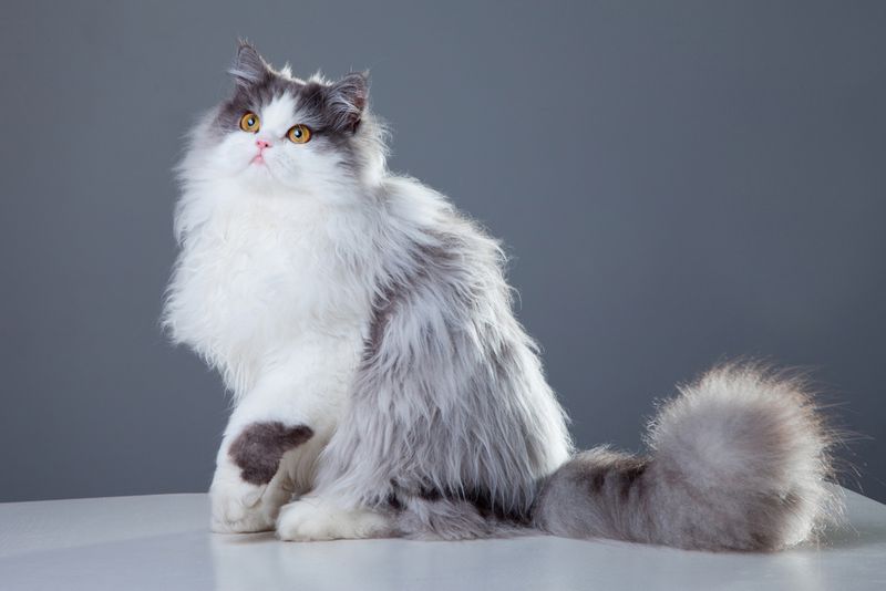 Exotic Longhair