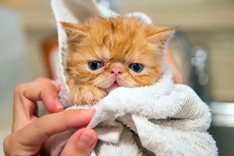 Exotic Shorthair