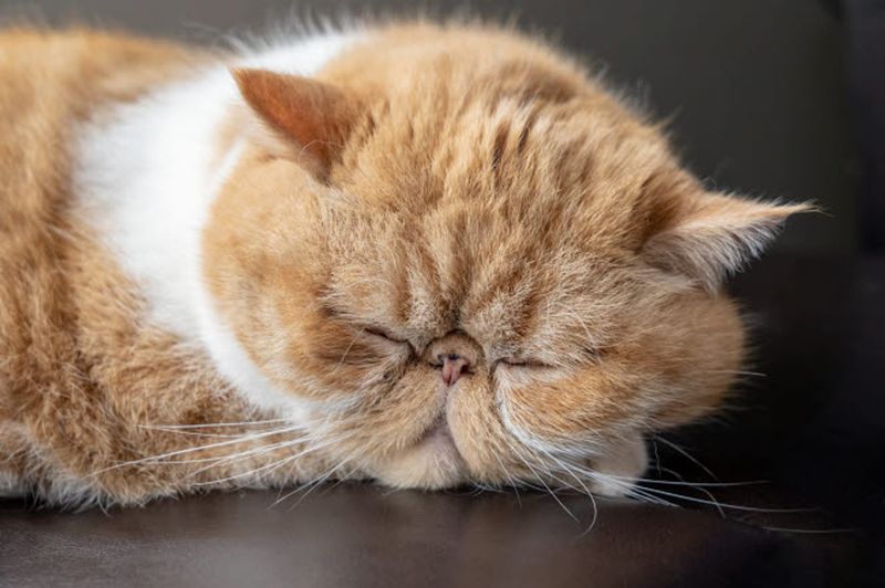 Exotic Shorthair