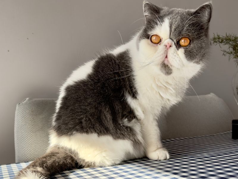 Exotic Shorthair