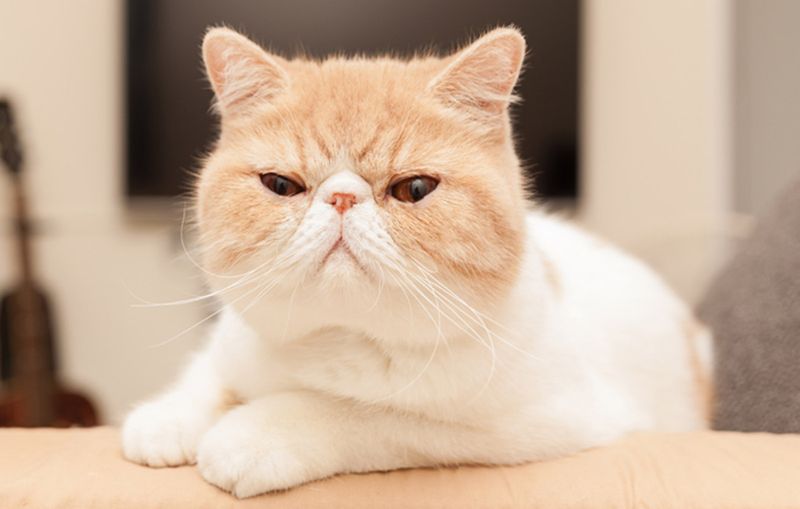 Exotic Shorthair