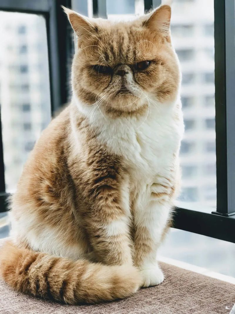 Exotic Shorthair
