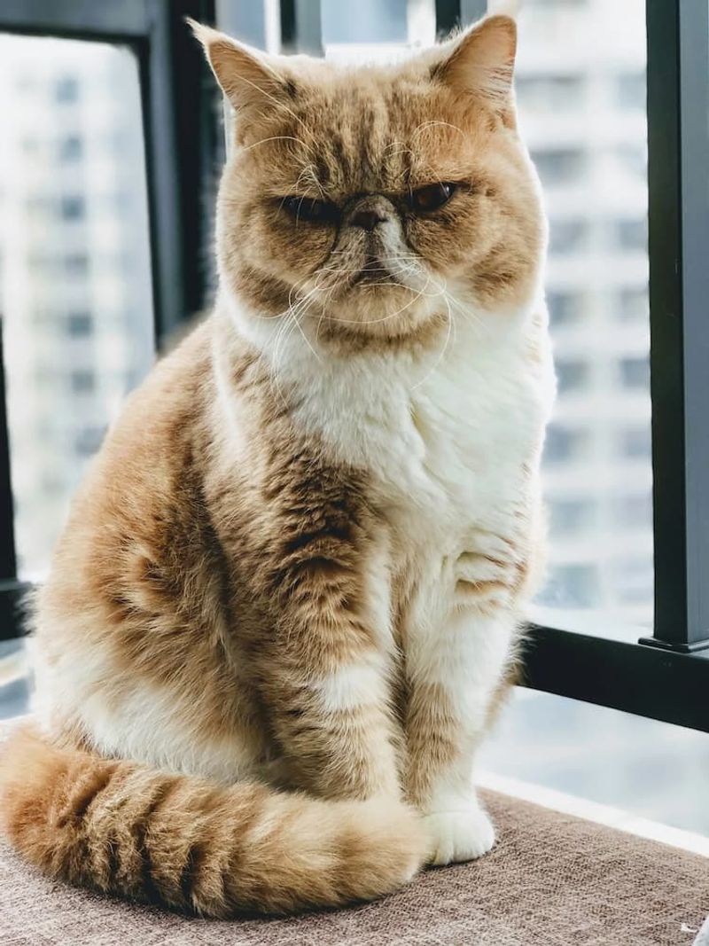 Exotic Shorthair