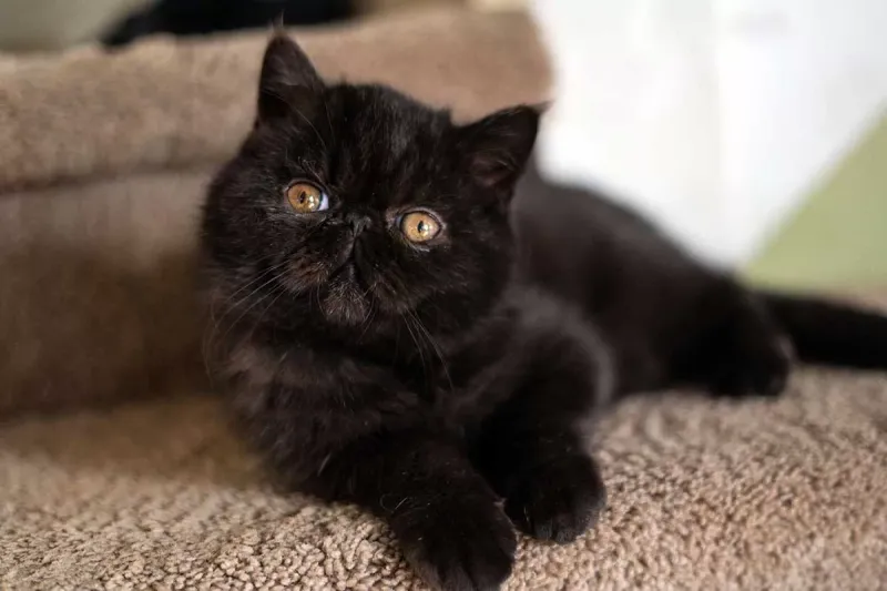Exotic Shorthair