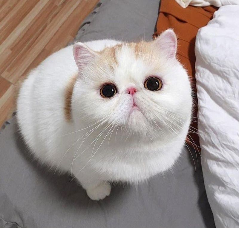 Exotic Shorthair