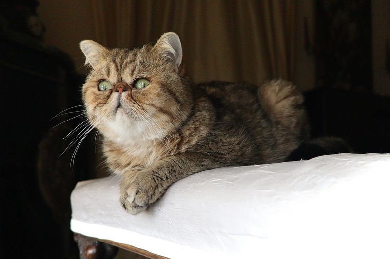 Exotic Shorthair