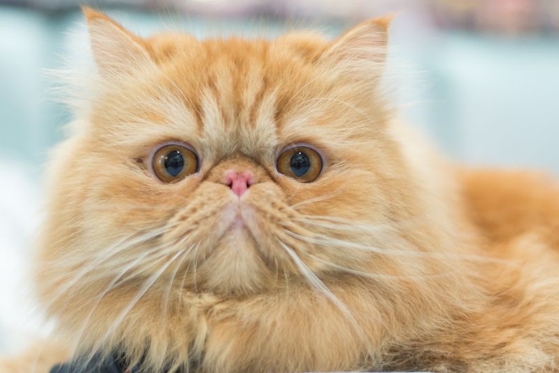 Exotic Shorthair