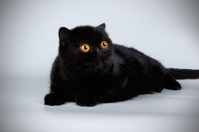 Exotic Shorthair