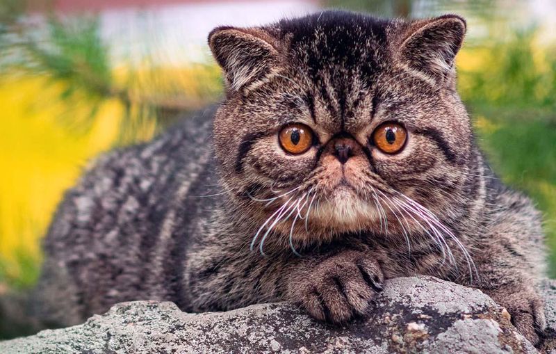 Exotic Shorthair
