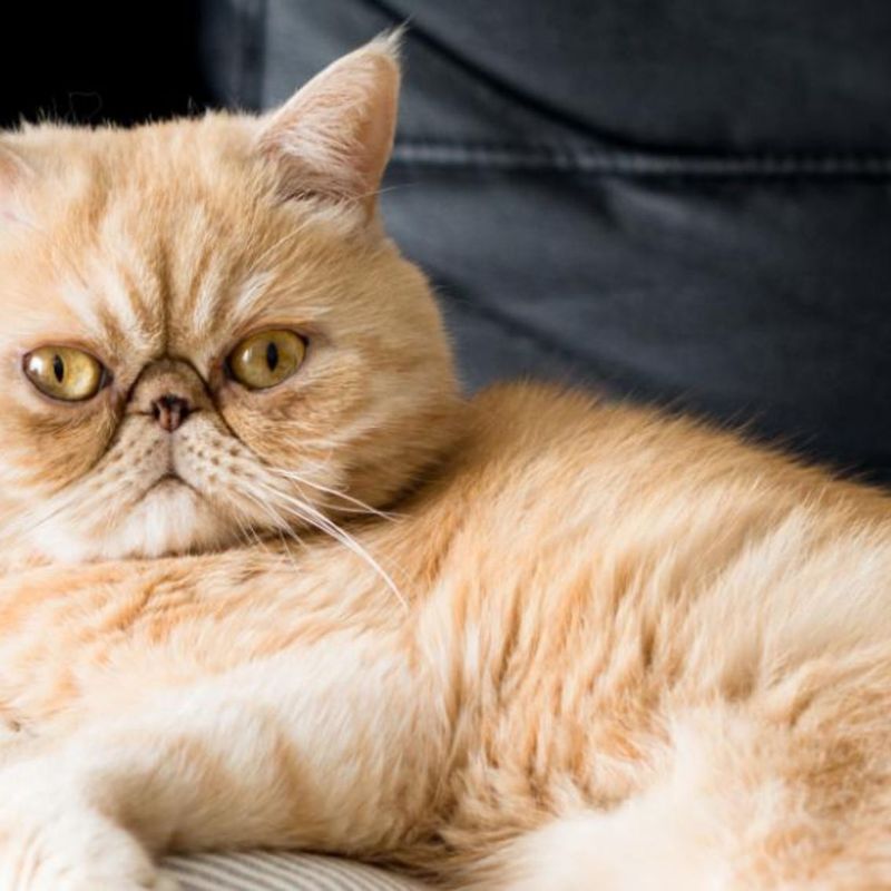 Exotic Shorthair