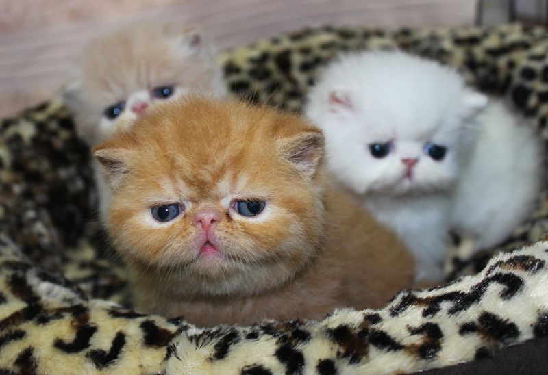 Exotic Shorthair