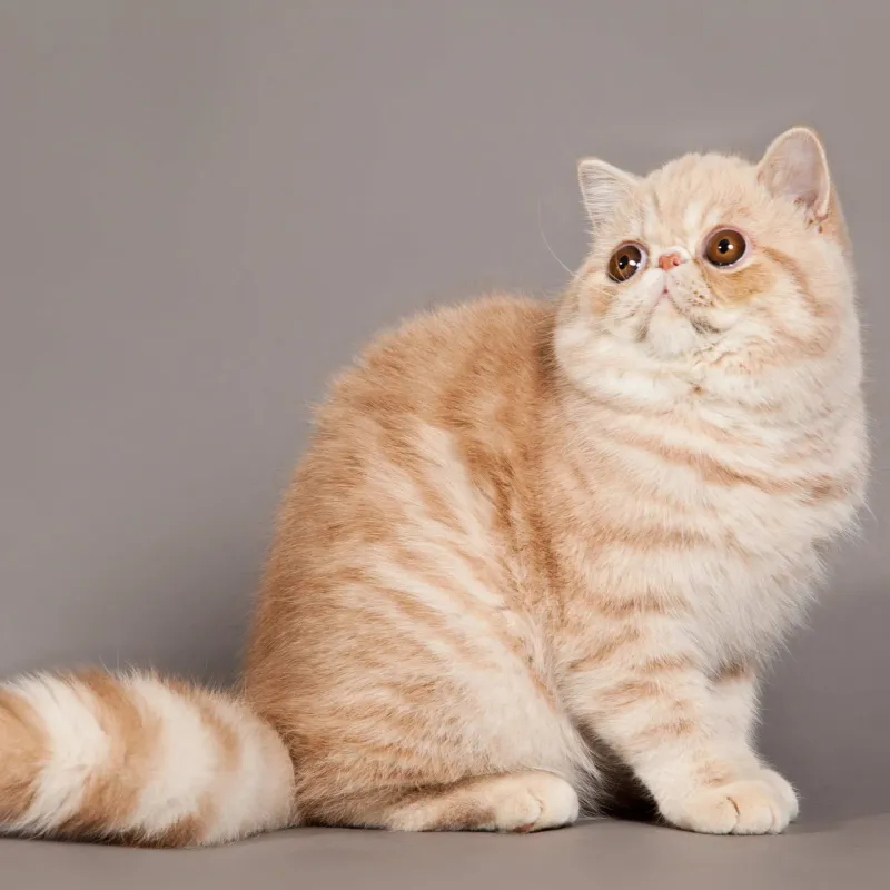 Exotic Shorthair