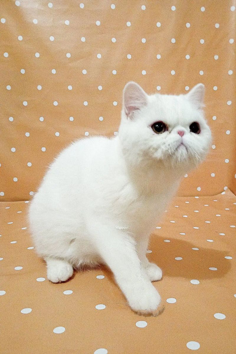 Exotic Shorthair