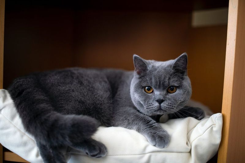 Exotic Shorthair Blue