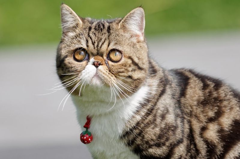 Exotic Shorthair