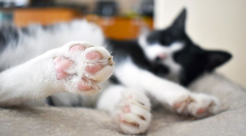 Exposed Toe Beans