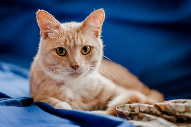 Exposing Cats to Secondhand Smoke