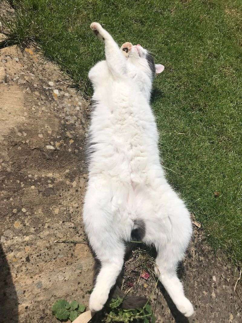 Exposing Their Belly Without Hesitation