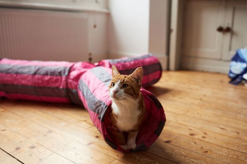Extra Playtime and Attention