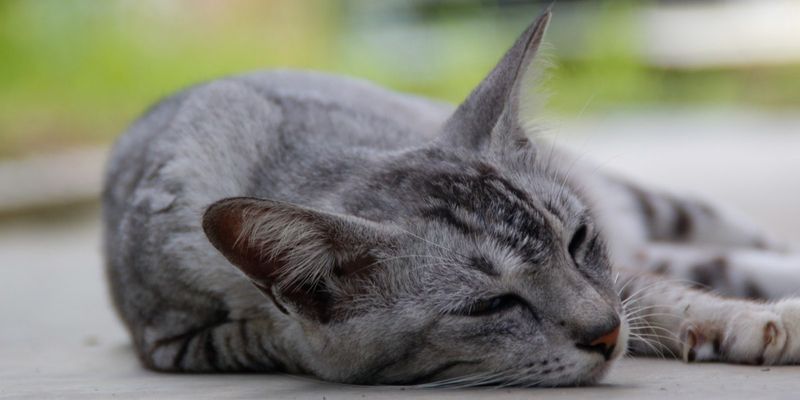 Extreme Lethargy and Weakness