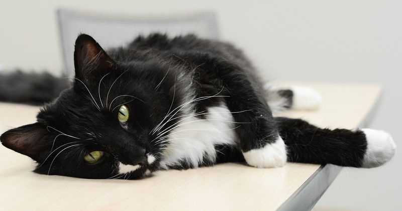 FIV-Positive Cats