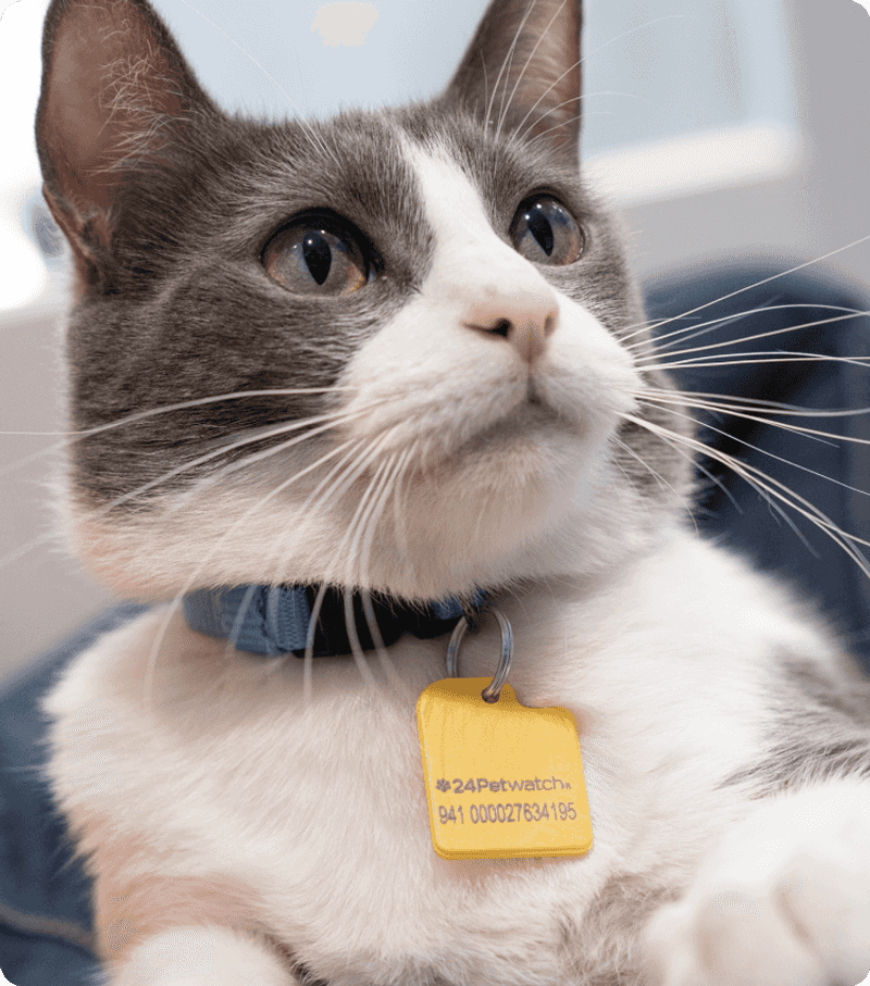 Failing to Microchip and ID