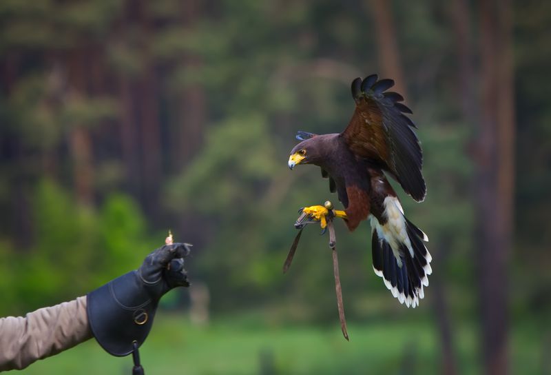 Falcons